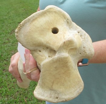 22" Giraffe Tibia Leg Bone - $95