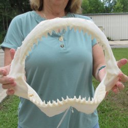 Genuine 14 inch Bull shark jaw (Carcharhinus leucas) for sale - $185