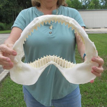 Genuine 14 inch Bull shark jaw (Carcharhinus leucas) for sale - $185