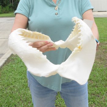 Genuine 14 inch Bull shark jaw (Carcharhinus leucas) for sale - $185