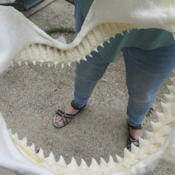 Genuine 14 inch Bull shark jaw (Carcharhinus leucas) for sale - $185