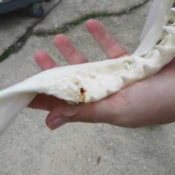 Genuine 14 inch Bull shark jaw (Carcharhinus leucas) for sale - $185