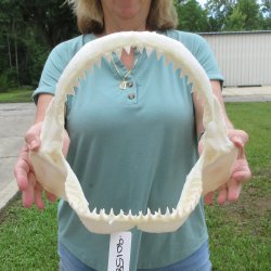 Genuine 13 inch Bull shark jaw (Carcharhinus leucas) for sale - $165