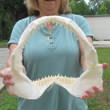 Genuine 13 inch Bull shark jaw (Carcharhinus leucas) for sale - $165