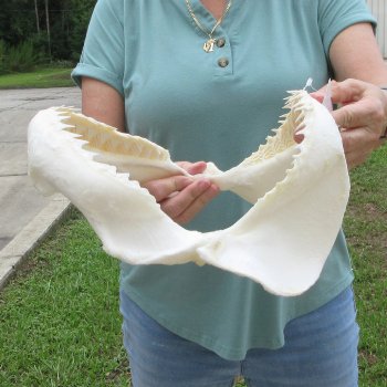 Genuine 13 inch Bull shark jaw (Carcharhinus leucas) for sale - $165