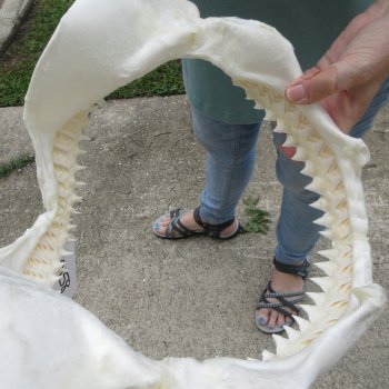 Genuine 13 inch Bull shark jaw (Carcharhinus leucas) for sale - $165