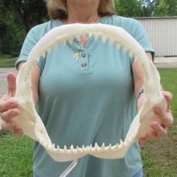 Genuine 13 inch Bull shark jaw (Carcharhinus leucas) for sale - $165