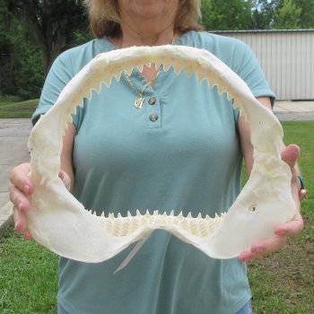 Genuine 13 inch Bull shark jaw (Carcharhinus leucas) for sale - $165