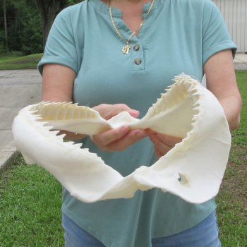 Genuine 13 inch Bull shark jaw (Carcharhinus leucas) for sale - $165