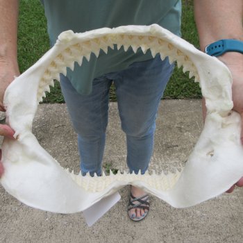 Genuine 13 inch Bull shark jaw (Carcharhinus leucas) for sale - $165