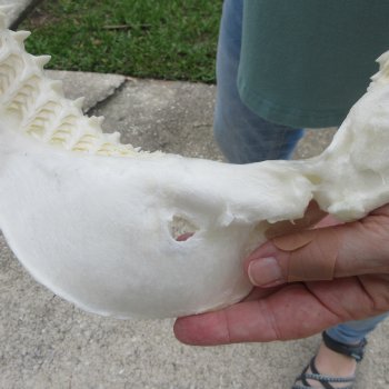 Genuine 13 inch Bull shark jaw (Carcharhinus leucas) for sale - $165