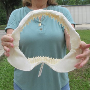 Genuine 13 inch Bull shark jaw (Carcharhinus leucas) for sale - $165