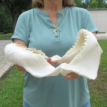 Genuine 13 inch Bull shark jaw (Carcharhinus leucas) for sale - $165