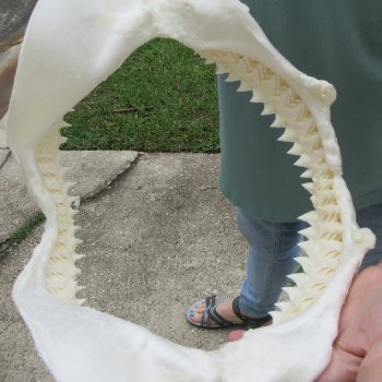 Genuine 13 inch Bull shark jaw (Carcharhinus leucas) for sale - $165
