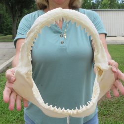 Genuine 13 inch Bull shark jaw (Carcharhinus leucas) for sale - $165