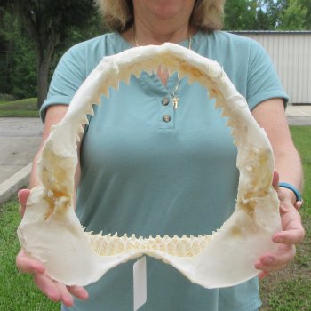 Genuine 13 inch Bull shark jaw (Carcharhinus leucas) for sale - $165