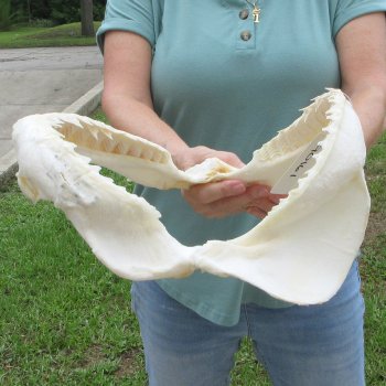Genuine 13 inch Bull shark jaw (Carcharhinus leucas) for sale - $165