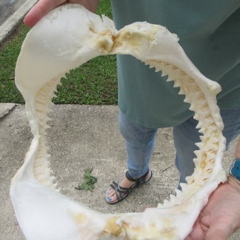 Genuine 13 inch Bull shark jaw (Carcharhinus leucas) for sale - $165