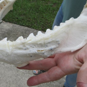 Genuine 13 inch Bull shark jaw (Carcharhinus leucas) for sale - $165