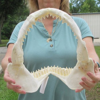 Genuine 12 inch Bull shark jaw (Carcharhinus leucas) for sale - $145