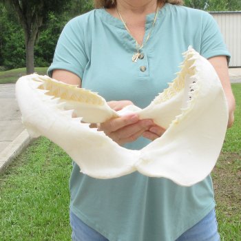Genuine 12 inch Bull shark jaw (Carcharhinus leucas) for sale - $145