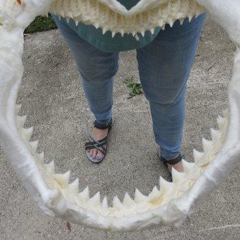 Genuine 12 inch Bull shark jaw (Carcharhinus leucas) for sale - $145