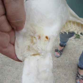 Genuine 12 inch Bull shark jaw (Carcharhinus leucas) for sale - $145