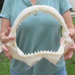 Genuine 12 inch Bull shark jaw (Carcharhinus leucas) for sale - $145