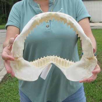 Genuine 12 inch Bull shark jaw (Carcharhinus leucas) for sale - $145