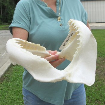 Genuine 12 inch Bull shark jaw (Carcharhinus leucas) for sale - $145