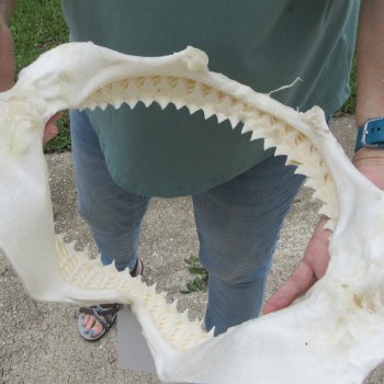 Genuine 12 inch Bull shark jaw (Carcharhinus leucas) for sale - $145
