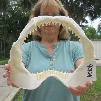 Genuine 12 inch Bull shark jaw (Carcharhinus leucas) for sale - $145