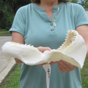 Genuine 12 inch Bull shark jaw (Carcharhinus leucas) for sale - $145