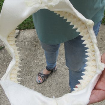 Genuine 12 inch Bull shark jaw (Carcharhinus leucas) for sale - $145