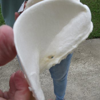 Genuine 12 inch Bull shark jaw (Carcharhinus leucas) for sale - $145
