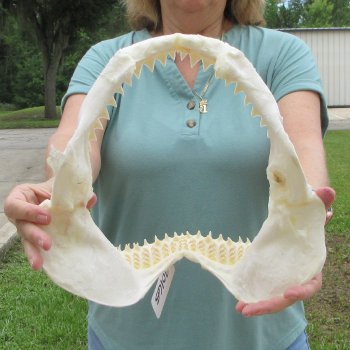 Genuine 12 inch Bull shark jaw (Carcharhinus leucas) for sale - $145