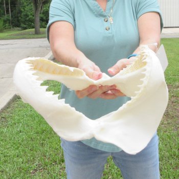 Genuine 12 inch Bull shark jaw (Carcharhinus leucas) for sale - $145