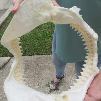 Genuine 12 inch Bull shark jaw (Carcharhinus leucas) for sale - $145