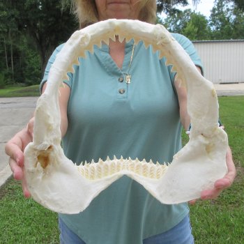 Genuine 12 inch Bull shark jaw (Carcharhinus leucas) for sale - $145