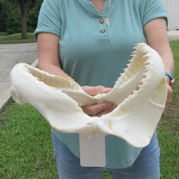 Genuine 12 inch Bull shark jaw (Carcharhinus leucas) for sale - $145