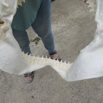 Genuine 12 inch Bull shark jaw (Carcharhinus leucas) for sale - $145