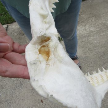 Genuine 12 inch Bull shark jaw (Carcharhinus leucas) for sale - $145