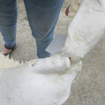 Genuine 12 inch Bull shark jaw (Carcharhinus leucas) for sale - $145