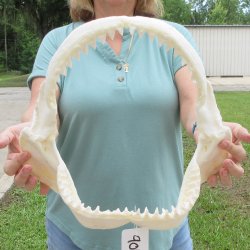 Genuine 14 inch Bull shark jaw (Carcharhinus leucas) for sale - $185