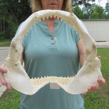 Genuine 14 inch Bull shark jaw (Carcharhinus leucas) for sale - $185