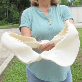 Genuine 14 inch Bull shark jaw (Carcharhinus leucas) for sale - $185