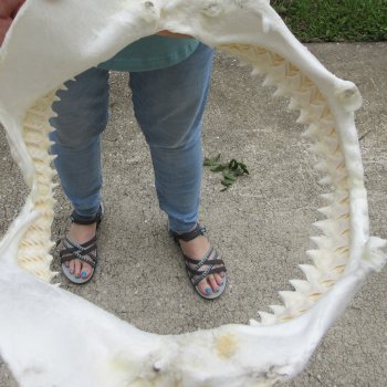 Genuine 14 inch Bull shark jaw (Carcharhinus leucas) for sale - $185