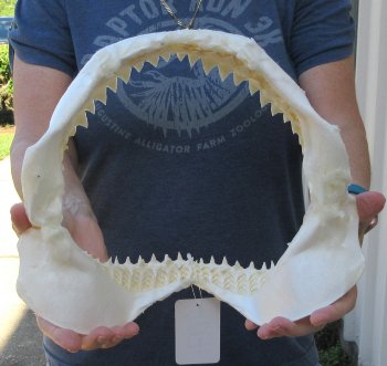 Genuine 11-1/2 inch Bull shark jaw (Carcharhinus leucas) for sale - $125