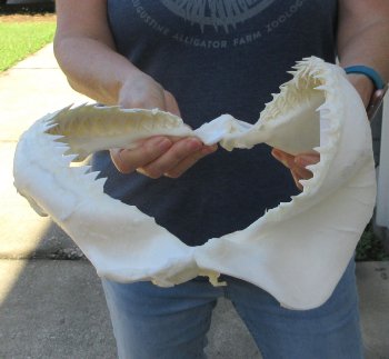 Genuine 11-1/2 inch Bull shark jaw (Carcharhinus leucas) for sale - $125