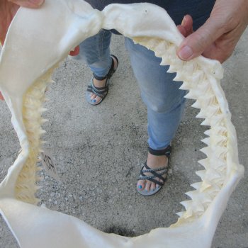 Genuine 11-1/2 inch Bull shark jaw (Carcharhinus leucas) for sale - $125